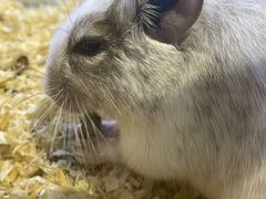 -酷以爬仙阁实体爬宠店·守宫·蜥蜴·专业繁育