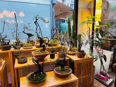布局很有特点的一家店天气暖了想给家里添个盆景正好看到这家店老板娘