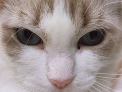 -飞行喵MR PILOT|猫舍·猫咖(静安大融城店)