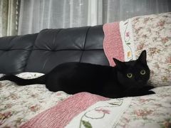 -东方名猫馆·英短金渐层布偶猫舍(环线广场1号楼店)