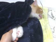 -关爱宠物医院·猫科中心·消化科(滨湖万达分院)