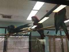 -新加坡飞禽公园