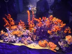 -香港海洋公园