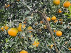 -樱桃山旅游景区