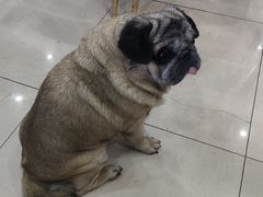 -牛叔鲜羊肉铜火锅(远东小区店)