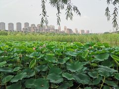 -前关湿地公园