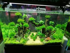 -花鸟鱼虫鲜花绿植市场(玉泉路店)