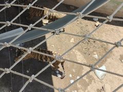 -西霞口神雕山野生动物世界