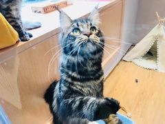 -Pets First伊珊娜洗护·精致美容·家庭式寄养(新会路店)