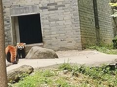 -都江堰中华大熊猫苑