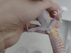 -酷以爬仙阁实体爬宠店·守宫·蜥蜴·专业繁育