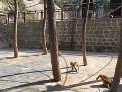 -洛阳花果山景区