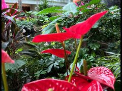 -广州白天鹅宾馆