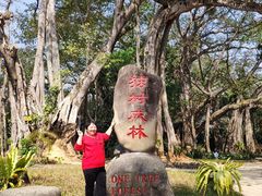 -瑞丽独树成林风景区