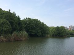 -新江湾城公园