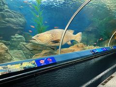 -上海海洋水族馆