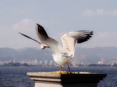 -海埂大坝