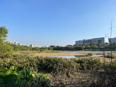 -华侨城湿地公园