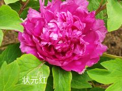 -北京市劳动人民文化宫