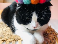 -猫儿山۰猫主题餐厅