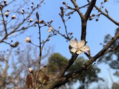 -西京湾花海