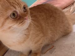 -飞行喵MR PILOT|猫舍·猫咖(静安大融城店)