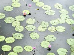 -云溪植物园