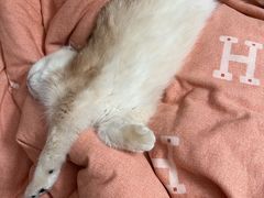 -pd派德宠物中心医院24H急重症·眼科中心·血液透析中心(嵩山北路店)