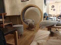 -滚猫咖啡·猫咖·猫友好撸猫(未来城店)