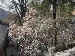 -潭柘寺景区