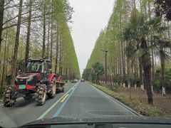 -黄海国家森林公园