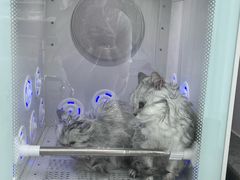 -爱洗澡的猫(望京店)