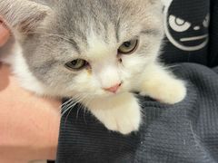 -楼上猫咖(罗湖店)