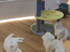 -COLOR PETS 撸猫馆·购猫·猫咖(长风大悦城店)