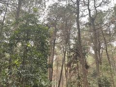 -铁山坪森林公园