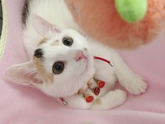 -瑞鹏宠物医院·骨科·猫科·内科(第一中心)