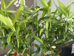 -田凤波推拿.按摩养生(幸福店)