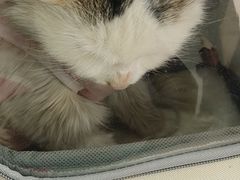 -美联众合动物医院·24h京西诊疗中心