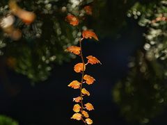 -叶家花园