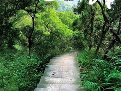 -深圳仙湖植物园