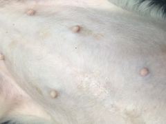 -菲丽丝宠物医院·24小时·猫科中心·免疫点(淮海分院)