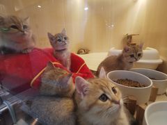 -momokira米努特·德文卷毛猫·棉花面纱犬