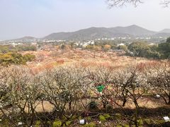 -香雪海