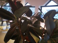 大堂-ChanDu躔度咖啡(灯塔店)