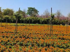 -天适樱花悠乐园