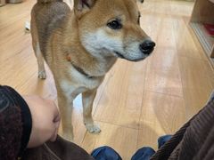 -是阿柴呀！柴犬咖啡·爱喵喵猫咖