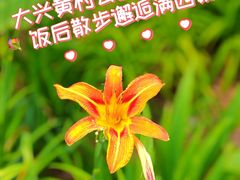-黄村公园