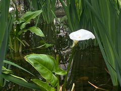 -成都市活水公园