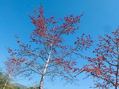 -中国科学院西双版纳热带植物园