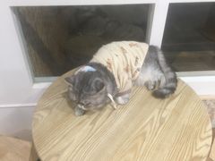 -楼上猫咖(罗湖店)